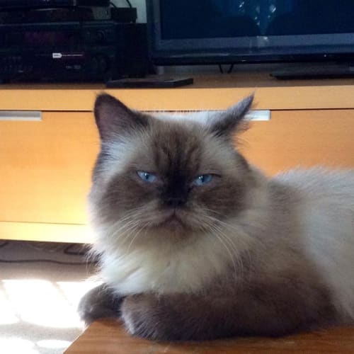 "Darci" - Purrfect Match