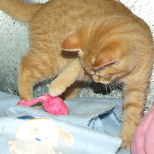 No photo for Tang