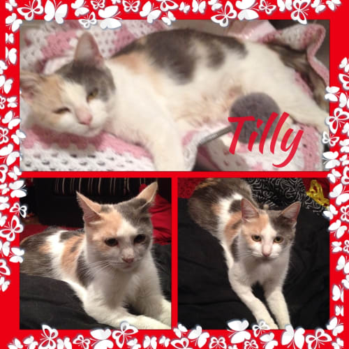 Tilly HC14-097