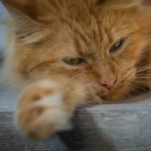 No photo for Rosie