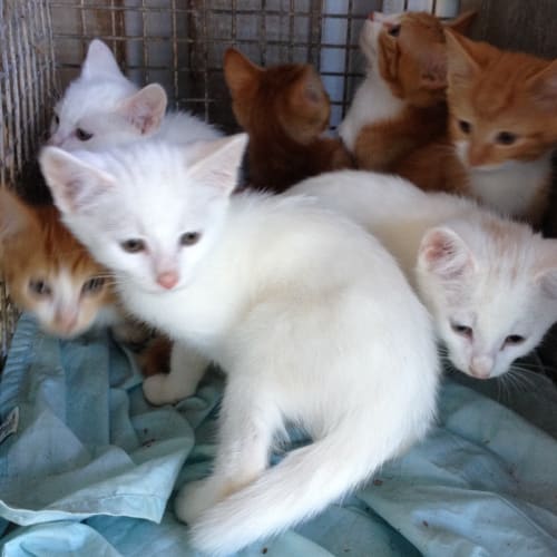 Kittens Available for Adoption