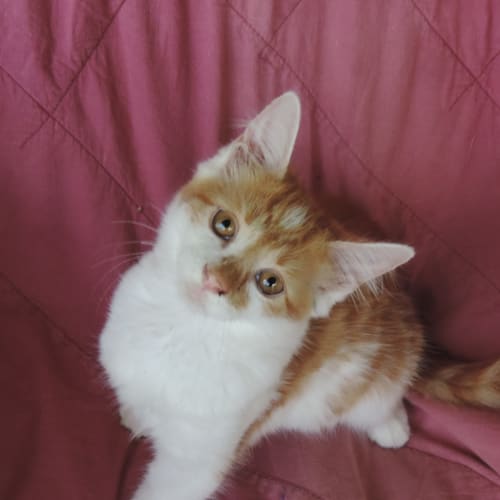 No photo for Daisy
