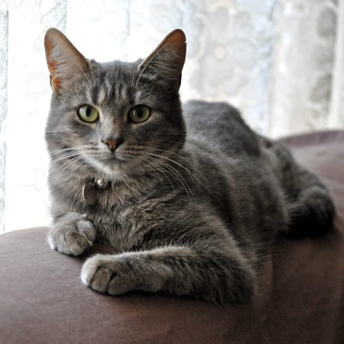 Maizie (BnC238) 