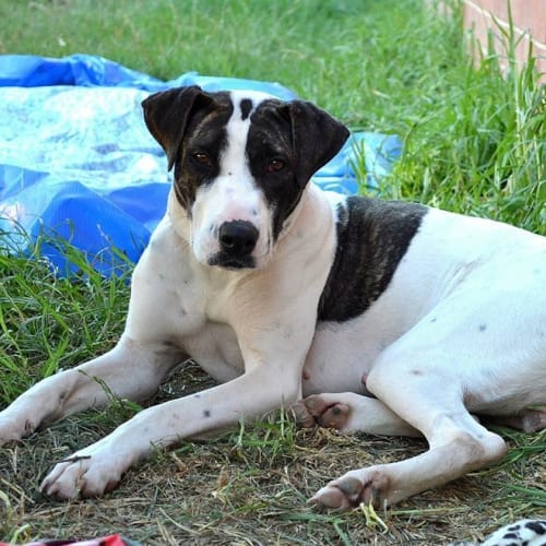No photo for Gypsy Rose Lee Big Playful Pup