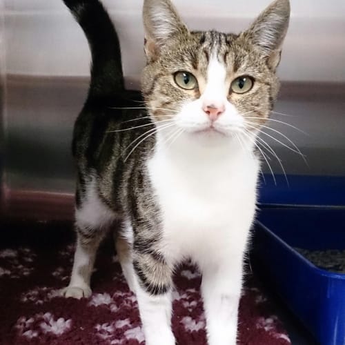 No photo for Daisy The Delight! Beautiful Natured Little Girl