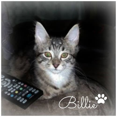 No photo for Ak0432   Billie