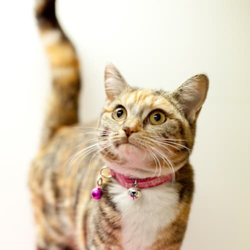No photo for Scout   $50 Adoption Fee