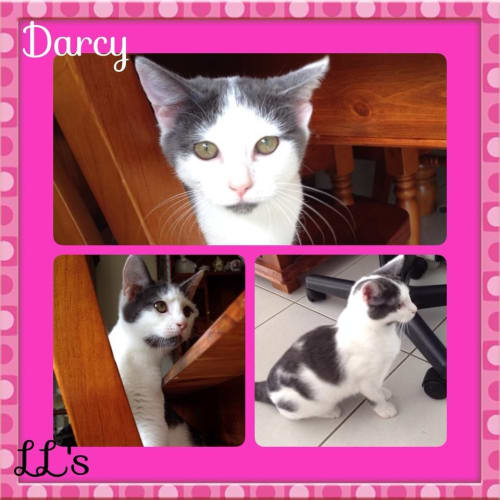 No photo for Darcy 