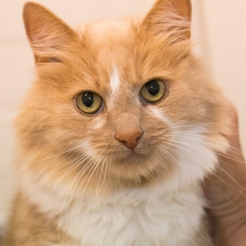 Jaffa