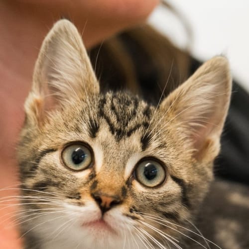 Tabby