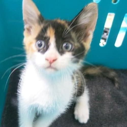 No photo for Miss Torti