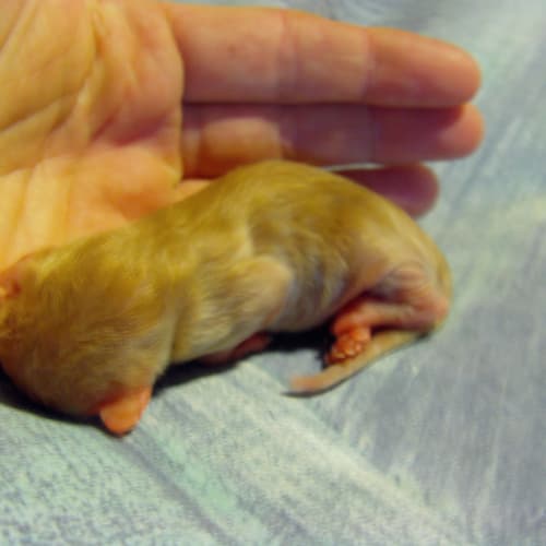 No photo for Tiny Tiga