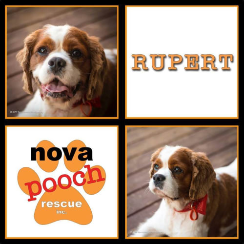 No photo for Rupert (I Am On 2 Weeks Trial In My New Home)