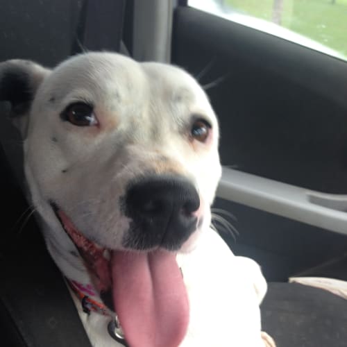 JP - Expressions of Interest