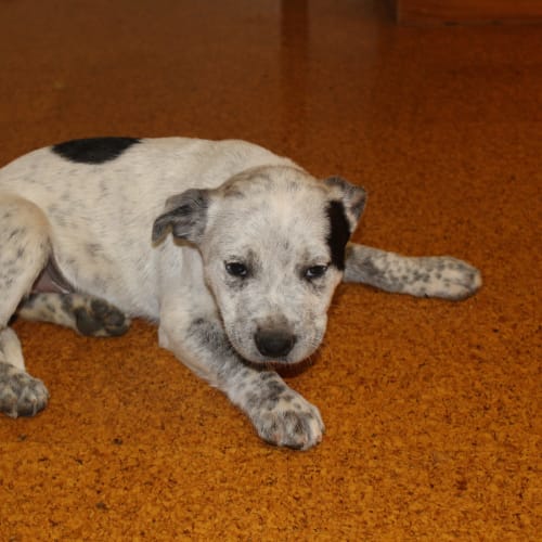 Rambo - Expressions of Interest