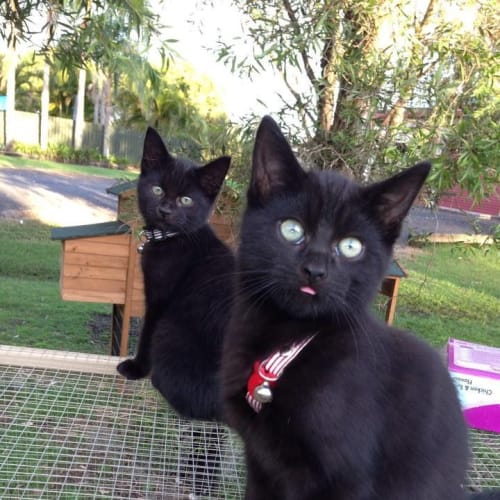 No photo for Sheldon & Lenny