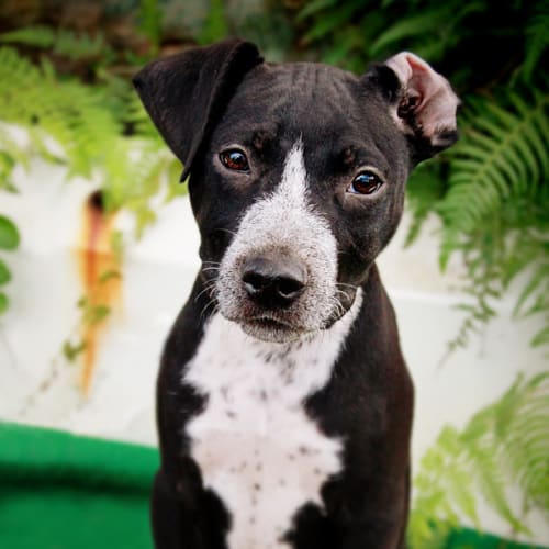 No photo for Basil | Wollongong Animal Rescue Network