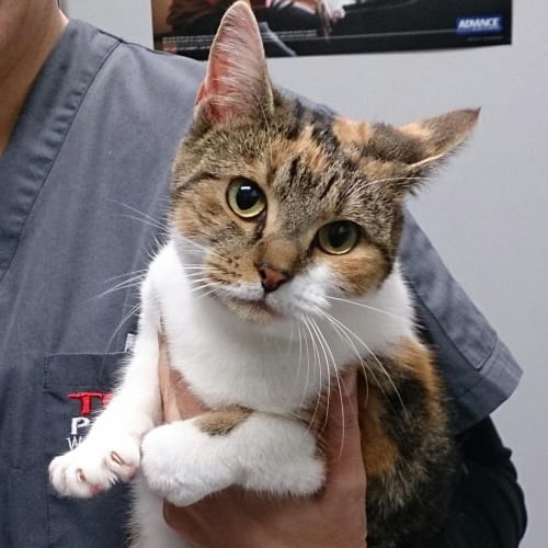 No photo for Lady Marmalade! Such An Affectionate Girl
