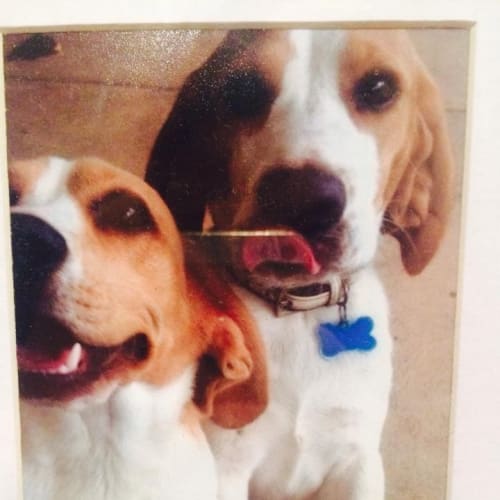 Roxy - to be homed with Sheldon