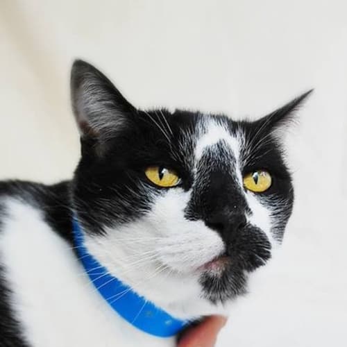 "Boris" - Purrfect Match