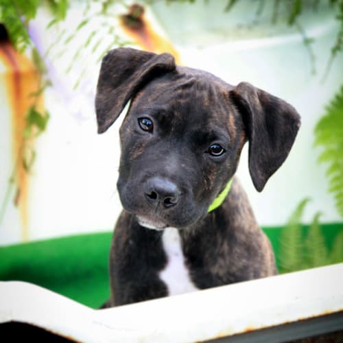 No photo for Chili | Wollongong Animal Rescue Network