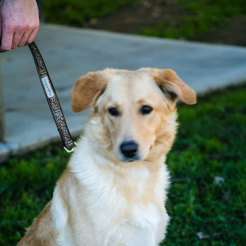 Oscar