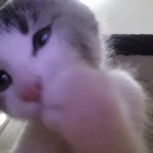 No photo for Milo (Pre   Adoption)