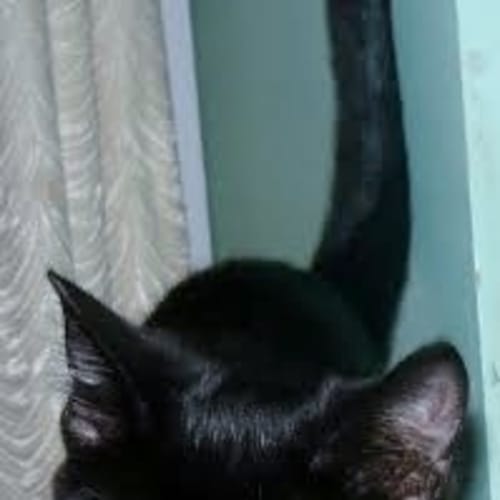 No photo for Smudge