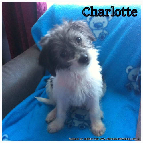 No photo for Puppy Charlotte (On Trial 2/6/14)