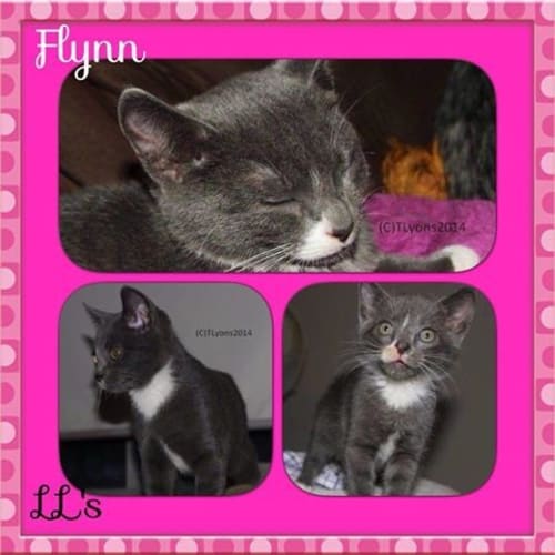 Flynn