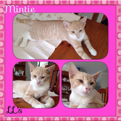 Mintie