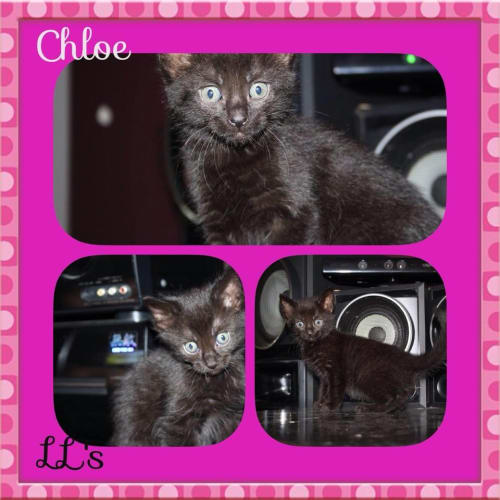 Chloe