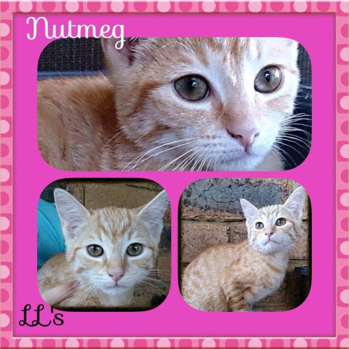 Nutmeg