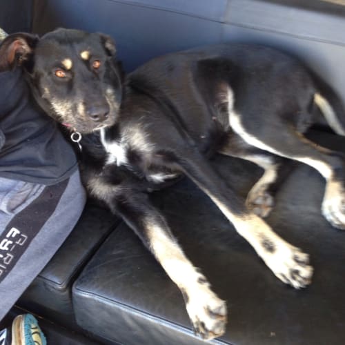No photo for Roxy ** A Cat Friendly Girl **