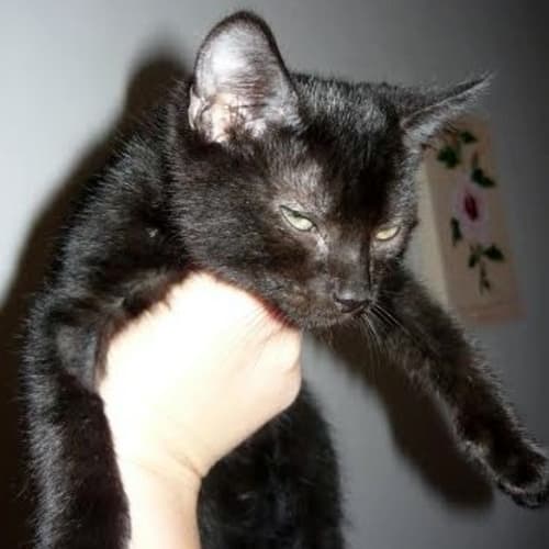 No photo for Ernie