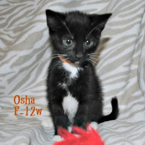 Itteh Bitteh Black & White Kitteh Committeh!