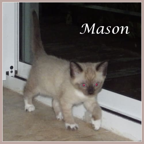 Mason