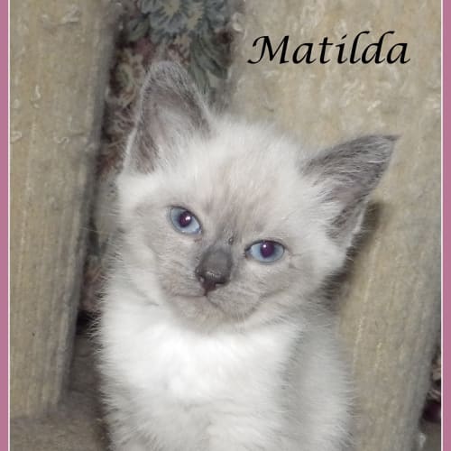 Matilda