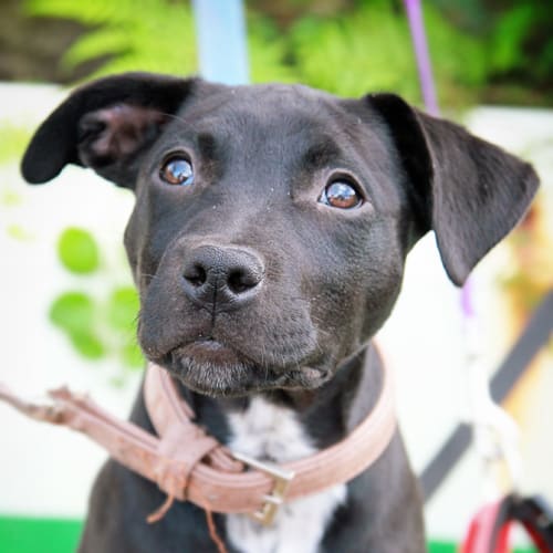 No photo for Pepper | Wollongong Animal Rescue Network