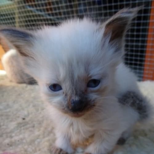No photo for Milo (Ragdoll/Russian Blue)holding Dep Taken