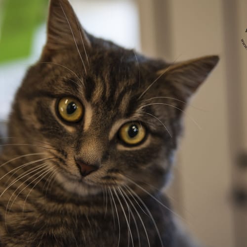 No photo for Baz Purrman (Id 21546)  