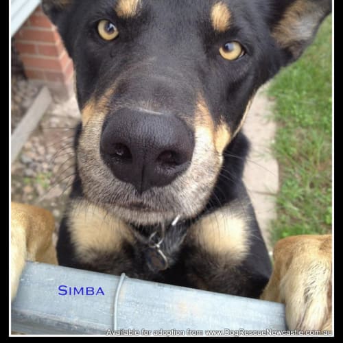 Simba (On Trial 30/8/14)