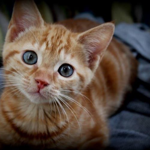 No photo for Hunny   Ginger Female (Located In Mernda)