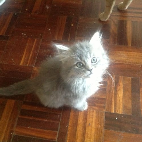 No photo for Zeus