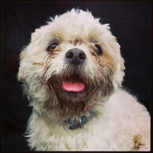No photo for Gizmo