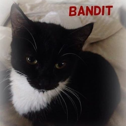 "Bandit" - Purrfect Match