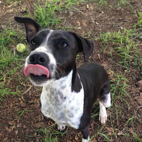 Digger (adoption pending)