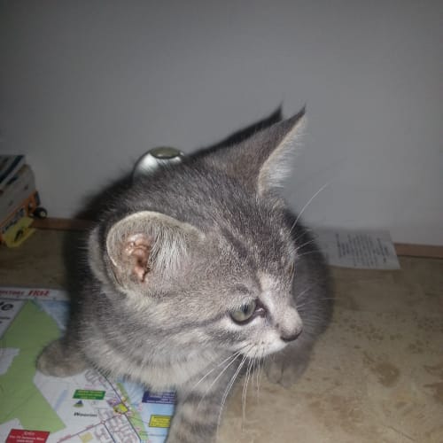 No photo for Smoky