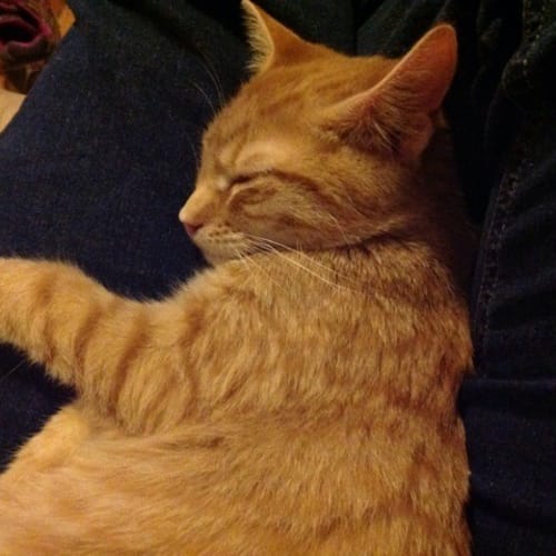 Mufasa