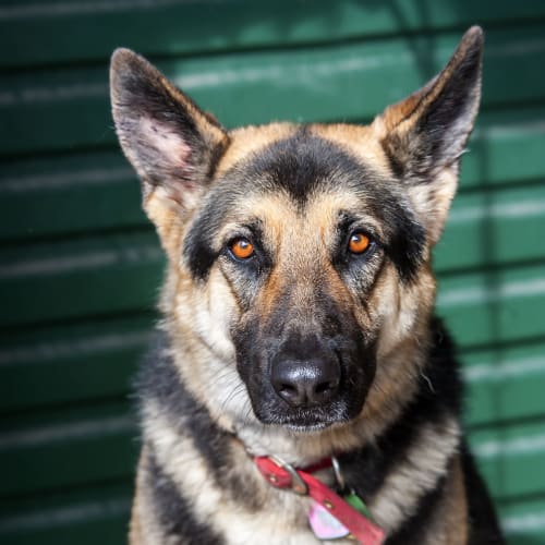 No photo for Abbie I.D 21796 Winter Woofer Reduced Adoption Fee